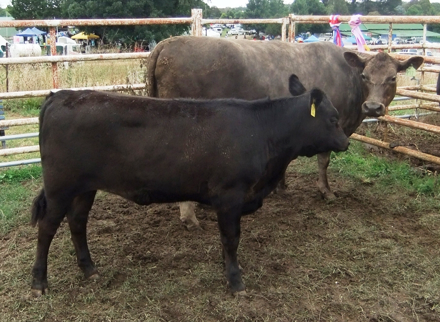 crookwell-show-2011-supreme-commercial-exhibit-2